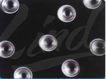 核孔膜的結(jié)構(gòu)和功能是什么?