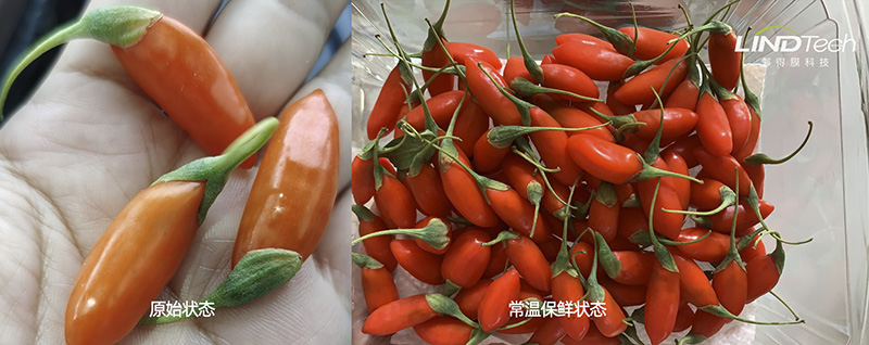 【常溫保鮮】看鮮枸杞保鮮如何從0.8天延長到3天